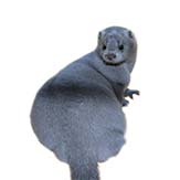 毛皮動物