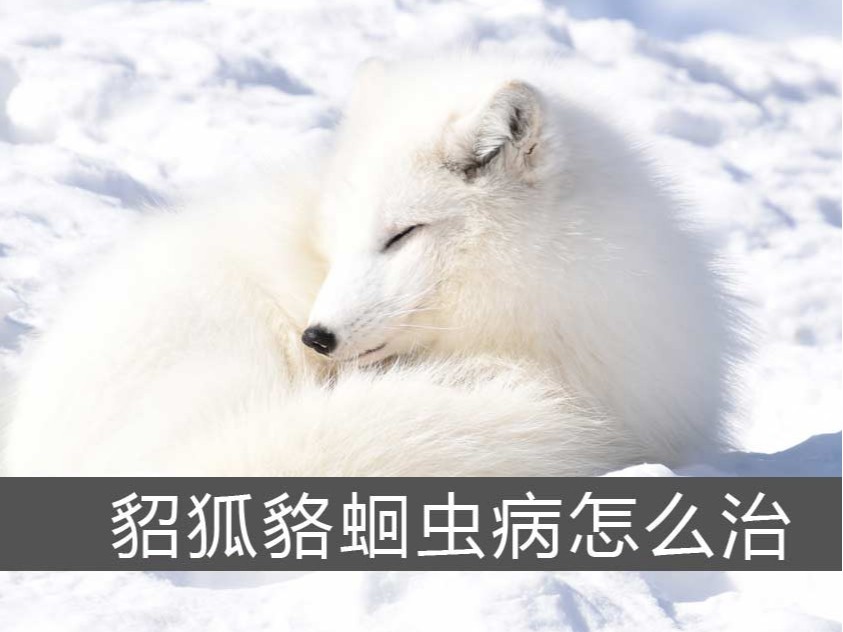 貂狐貉蛔蟲病怎么治？【康地恩特養】