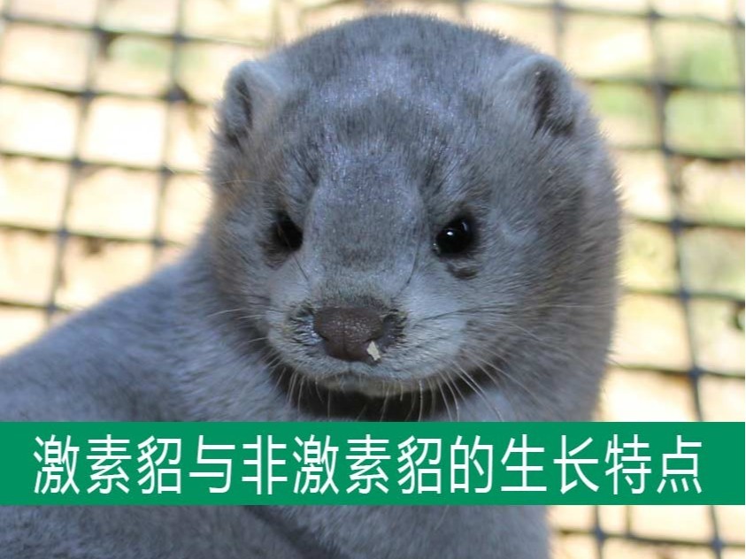 激素貂與非激素貂的生長發育特點相同嗎？【康地恩養貂】