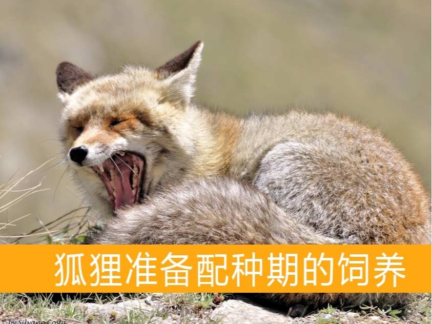狐貍準備配種期的飼養【康地恩毛皮動物養殖】