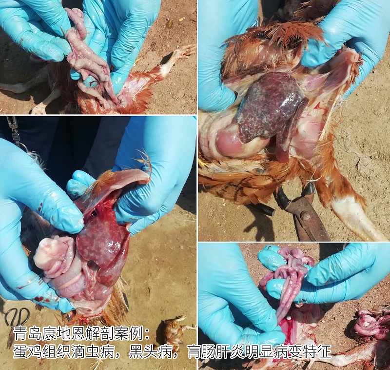 青島康地恩蛋雞組織滴蟲病,組織滴蟲，黑頭病，肓腸肝炎解剖照片