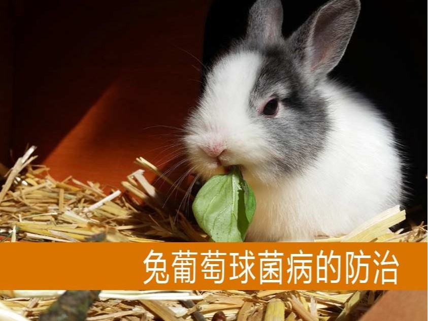 【康地恩-養兔】兔葡萄球菌病的防治