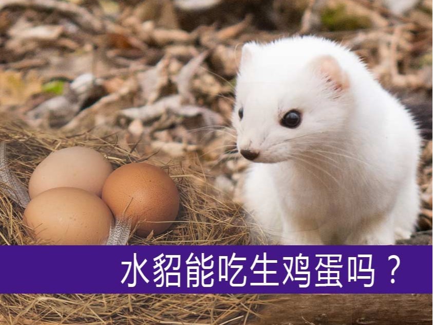 水貂能吃生雞蛋嗎？【康地恩養貂】