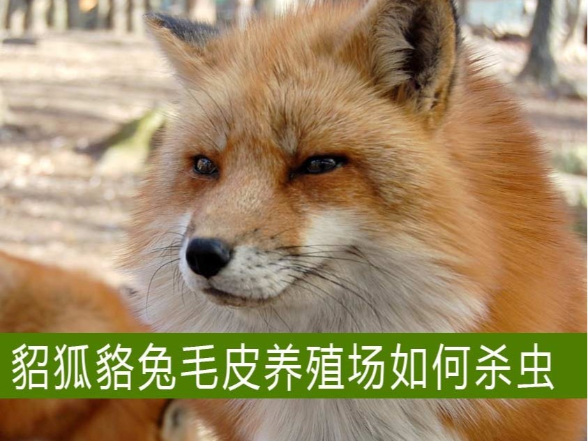 貂狐貉兔等毛皮養殖場如何殺蟲？【康地恩特養】