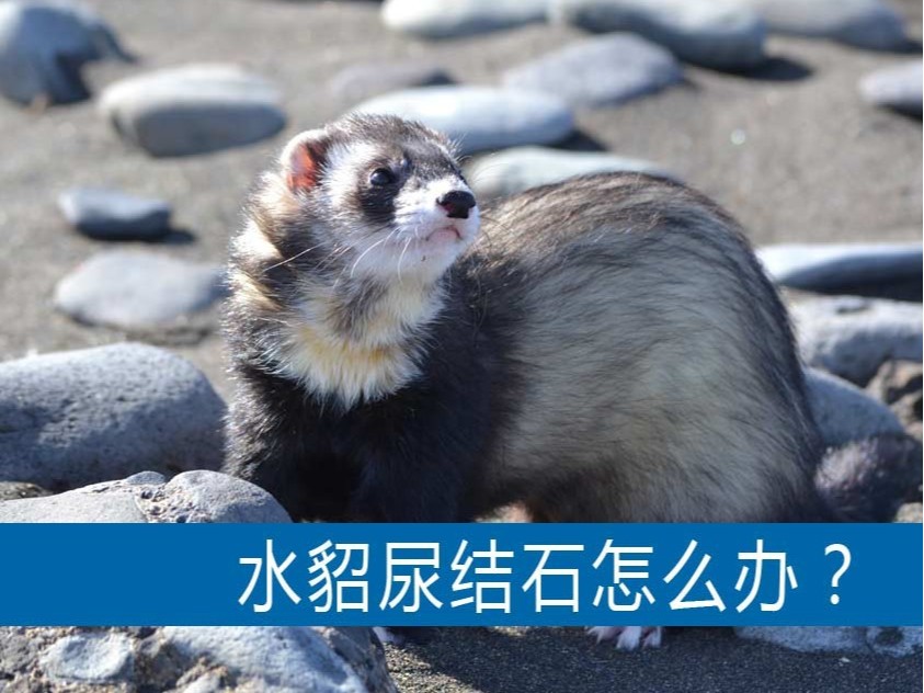 水貂尿結石怎么辦？【康地恩養貂】