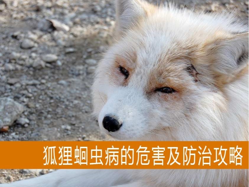 【康地恩養狐】狐貍蛔蟲病的危害及防治攻略