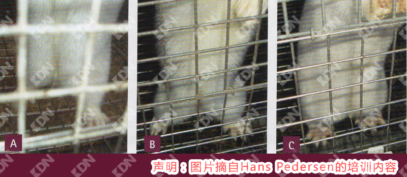 繁殖期進口水貂體況調整建議-青島康地恩