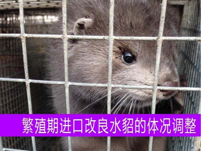 【康地恩養貂】繁殖期進口改良水貂的體況調整