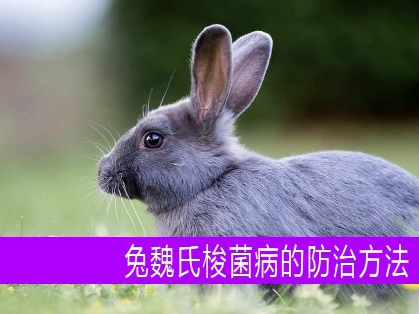 【康地恩養兔】兔魏氏梭菌病的防治方法