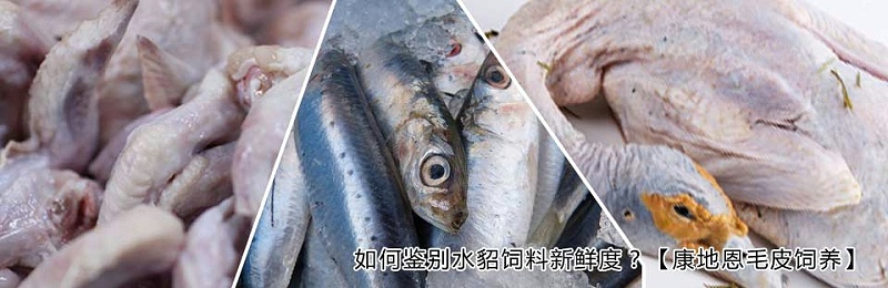 貂狐貉兔毛皮動物用藥廠家批發-青島康地恩