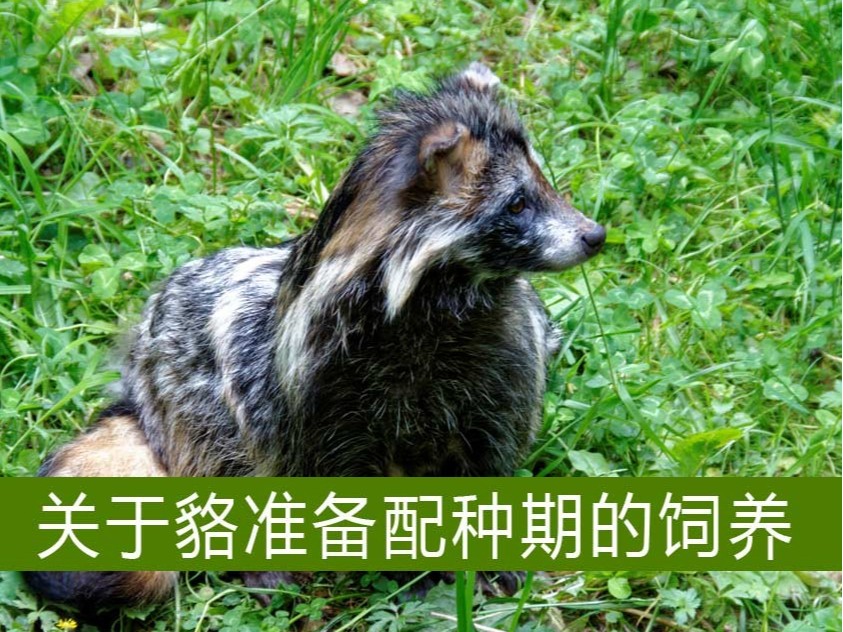 關于貉準備配種期的飼養【康地恩毛皮動物養殖】