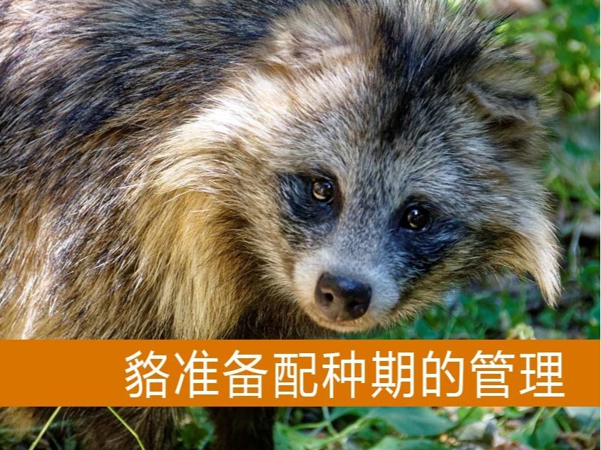 貉準備配種期的管理【康地恩毛皮動物養殖】