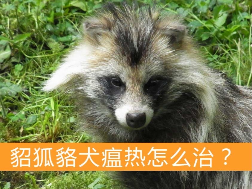 貂狐貉犬瘟熱怎么治？【康地恩特養】