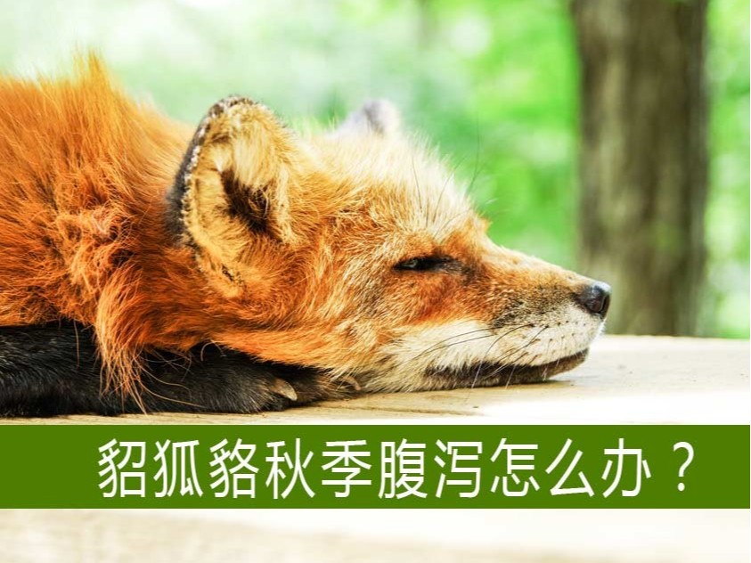 貂狐貉等毛皮動物秋季腹瀉怎么辦？【康地恩特養】