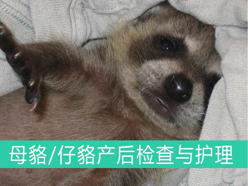 母貉/仔貉產后檢查與護理【康地恩養貉】