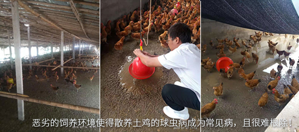 惡劣的飼養環境使得散養土雞的球蟲病成為常見病，且很難根除