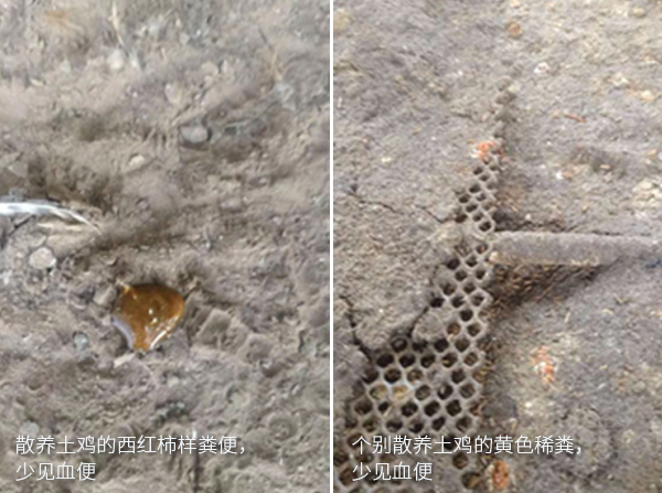 得球蟲病的散養土雞易見西紅柿樣糞和個別散養土雞黃色稀糞，少見血便