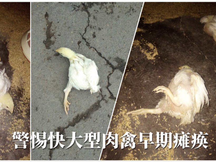 快大型肉禽早期缺硒性癱瘓怎么辦？【康地恩養殖】