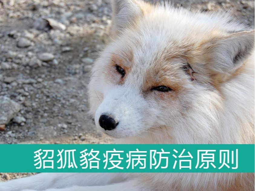 貂、狐、貉疫病防治的基本原則【康地恩特養】