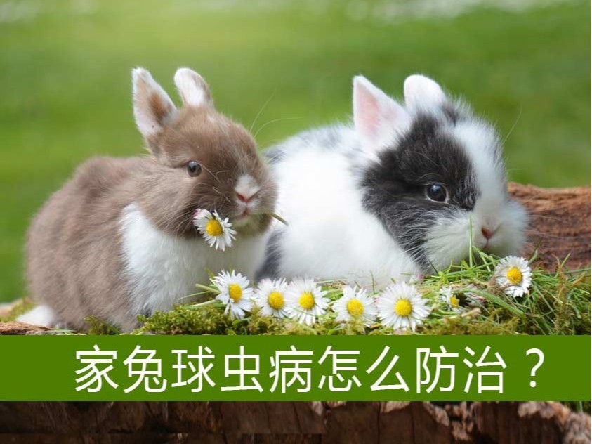 家兔球蟲病怎么防治？【康地恩特養】