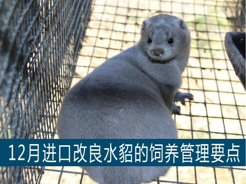 【康地恩養貂】12月進口改良水貂的飼養管理要點