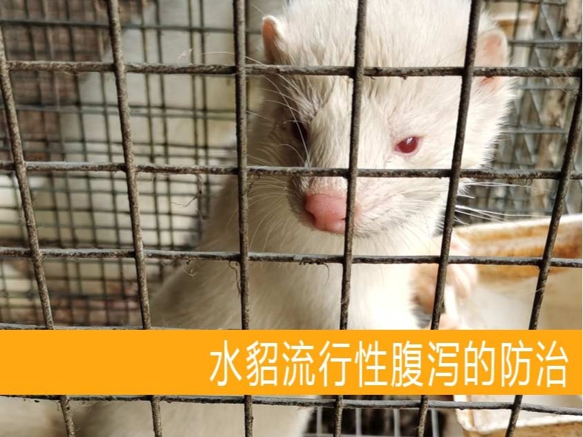 【康地恩養貂】水貂流行性腹瀉的防治