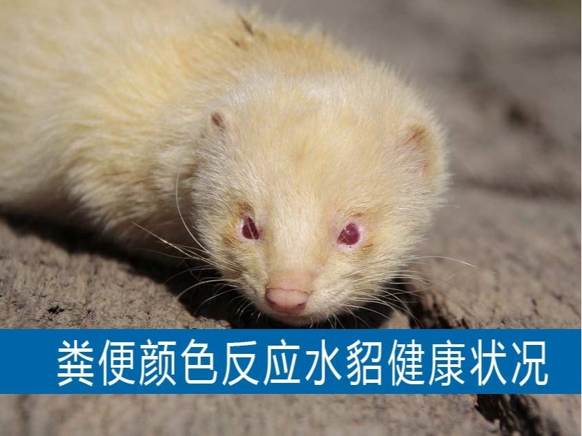 根據糞便顏色判新水貂健康狀況【康地恩養貂】