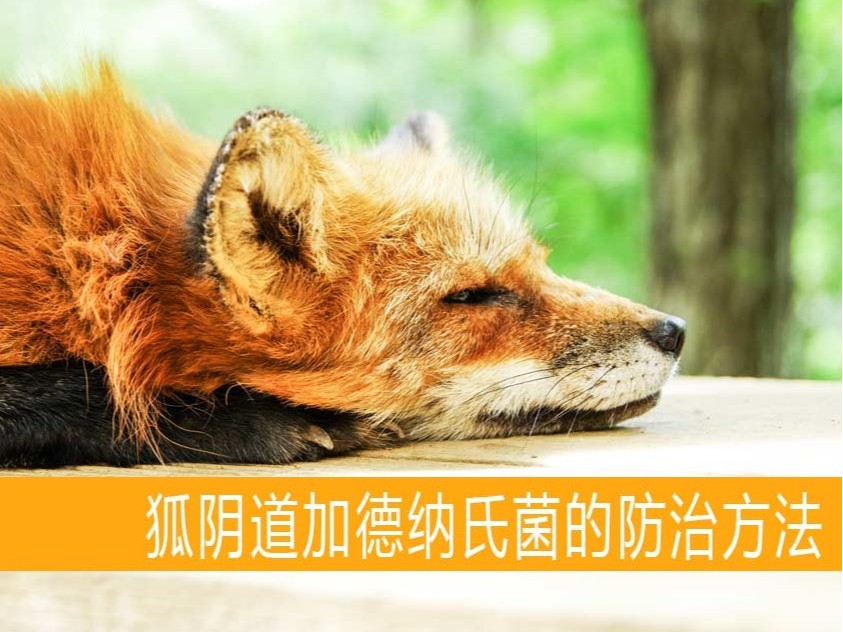 狐陰道加德納氏菌的防治方法【康地恩特養】