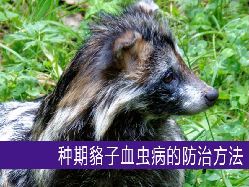 種期貉子血蟲病的防治方法【康地恩特養】