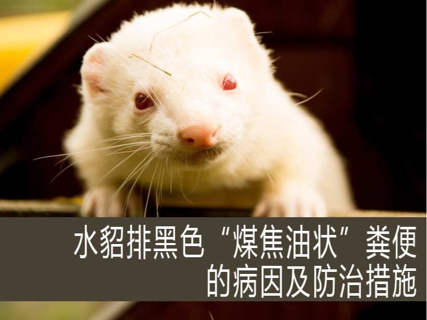 水貂排黑色“煤焦油狀”糞便的病因及防治措施? 【康地恩特養】