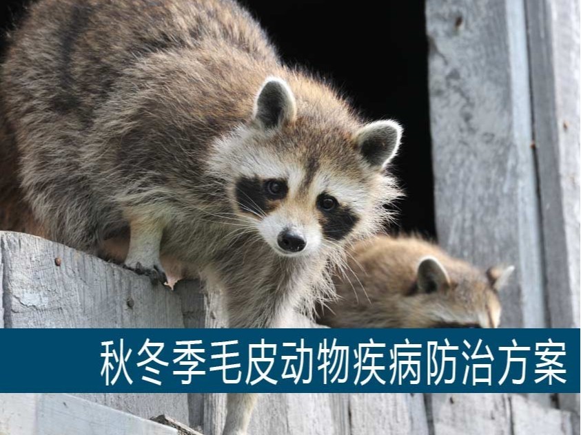 秋冬季毛皮動物疾病防治方案【康地恩特養】
