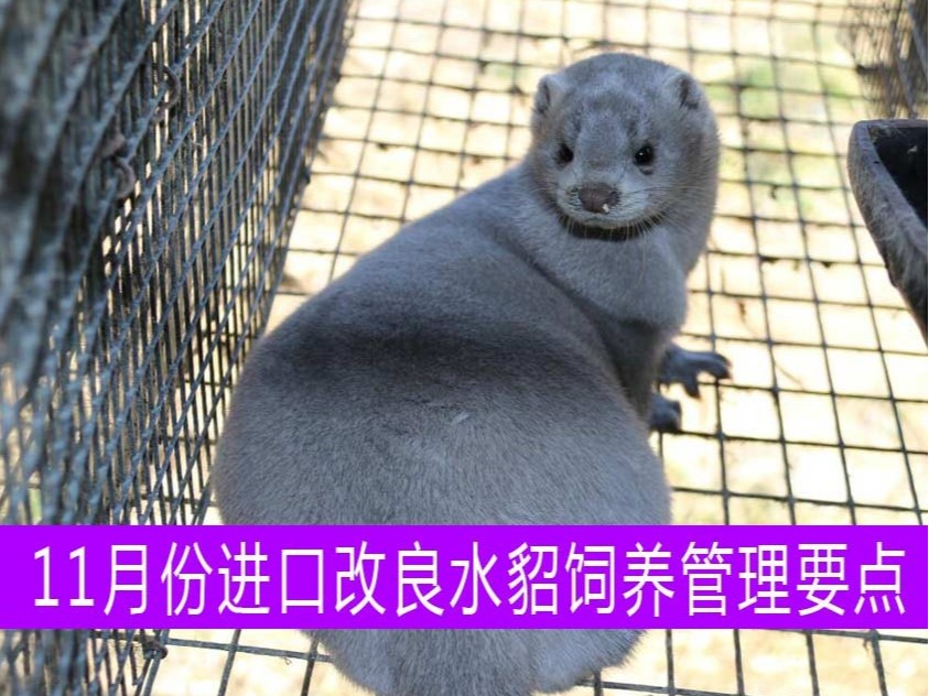 【康地恩特養】11月份進口改良水貂飼養管理要點