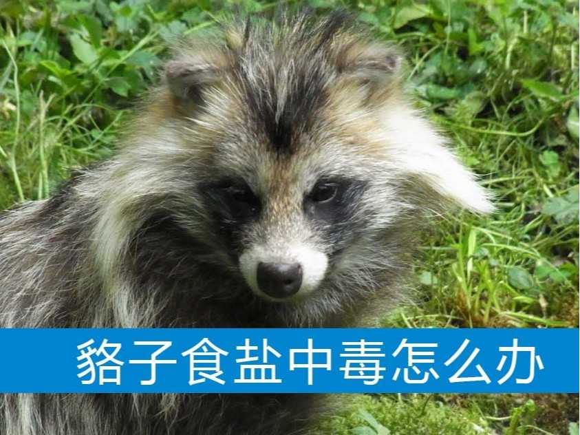 貉子食鹽中毒怎么辦？【康地恩養貉】