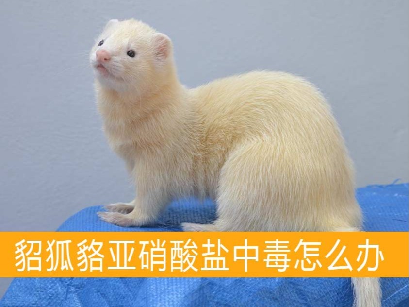 貂狐貉亞硝酸鹽中毒怎么辦？