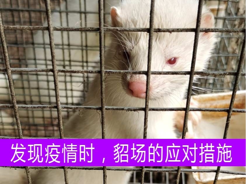 發現疫情時，貂場應采取什么樣的應對措施？【康地恩養貂】