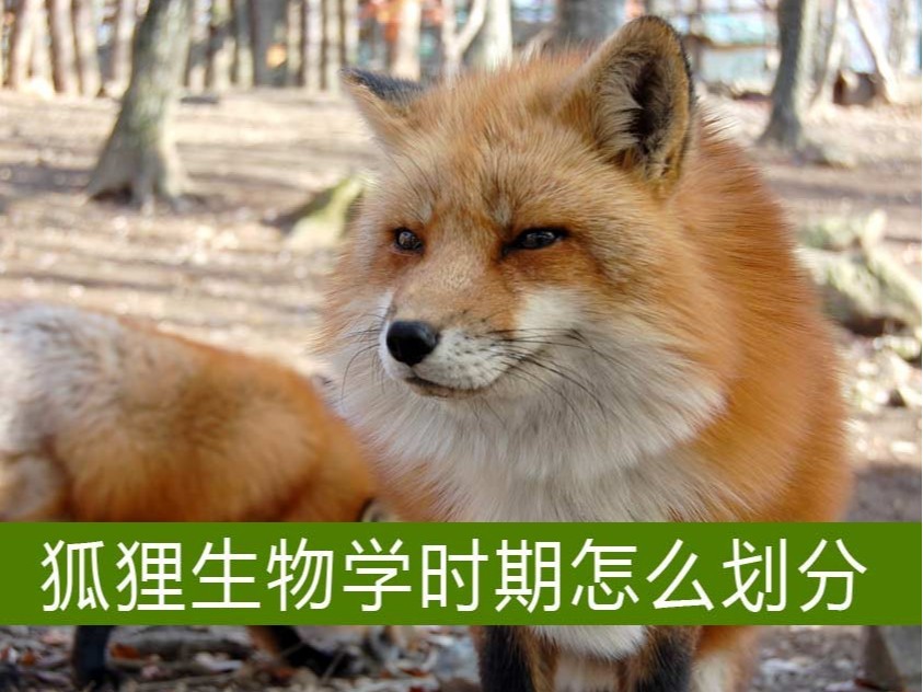 狐貍生物學時期怎么劃分？【康地恩毛皮養殖】