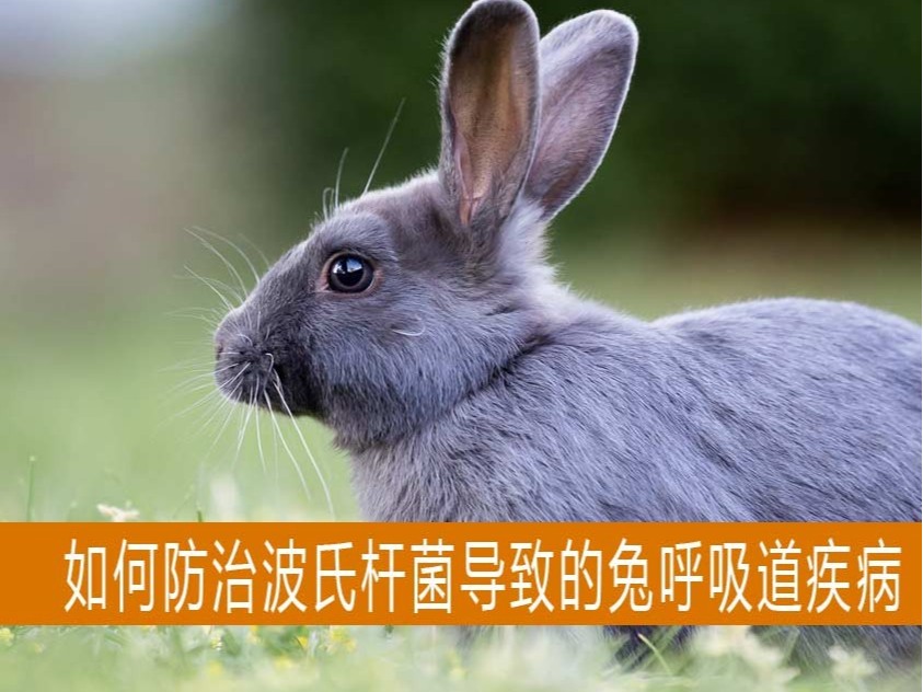 【康地恩-養兔】如何預防因波氏桿菌導致的兔呼吸道疾病