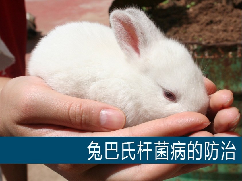 【康地恩-養兔】兔巴氏桿菌病的防治