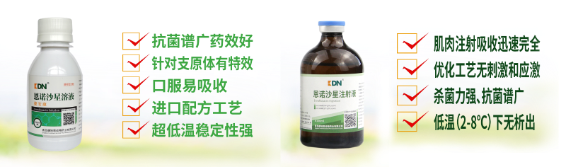 【康地恩-養兔】如何預防因波氏桿菌導致的兔呼吸道疾病
