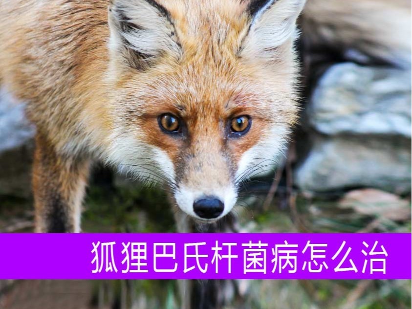康地恩狐貍巴氏桿菌病用藥批發