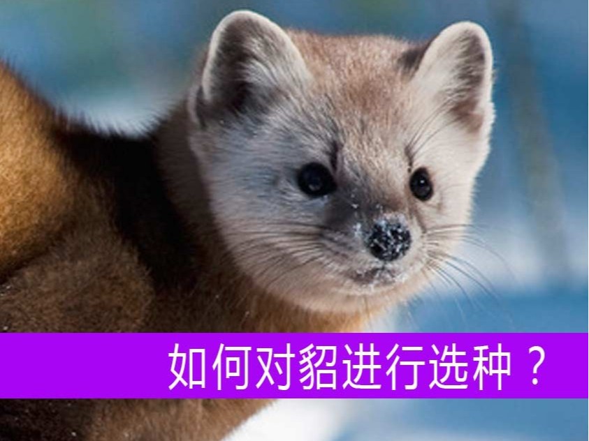 如何對貂進行選種？【康地恩毛皮動物養殖】