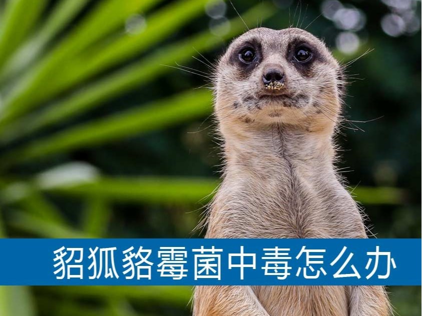 水貂狐貍貉子霉菌中毒怎么辦？【康地恩養貉】