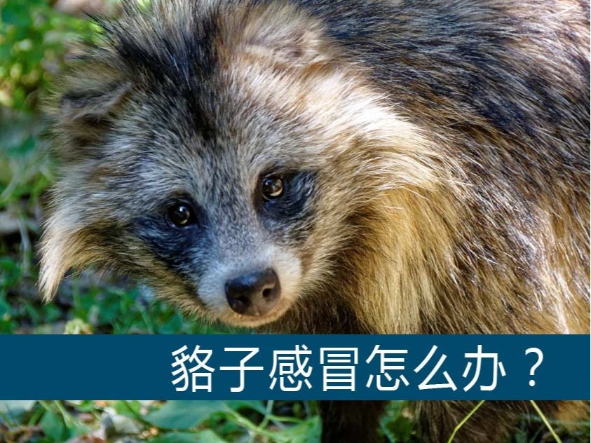 貉子感冒怎么辦？【康地恩養貉】