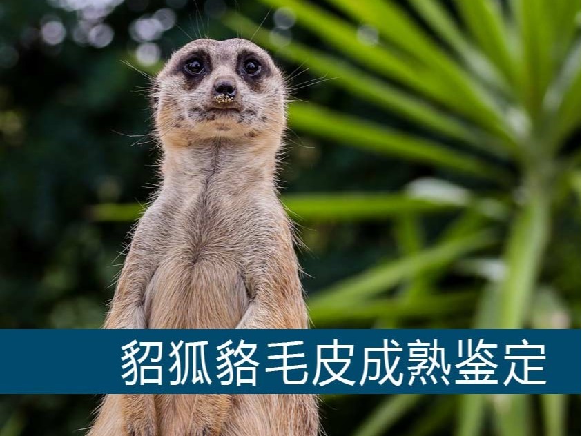 貂狐貉毛皮成熟鑒定【康地恩毛皮動物養殖】