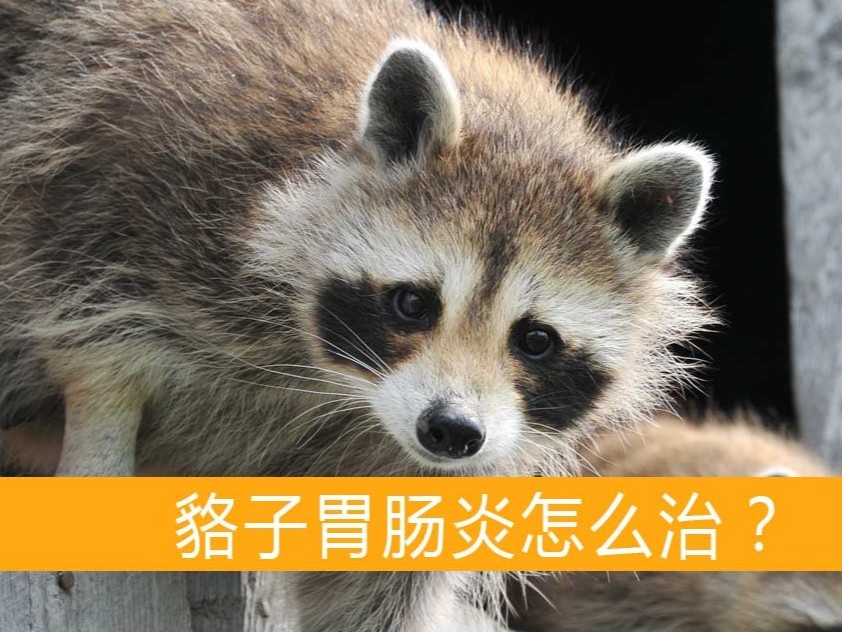 貉子胃腸炎怎么治？【康地恩毛皮動物用藥批發】