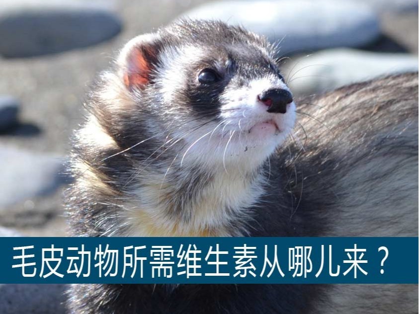 貂、狐貍、貉等毛皮動物生長所需的維生素從哪兒獲取？【康地恩養毛皮】