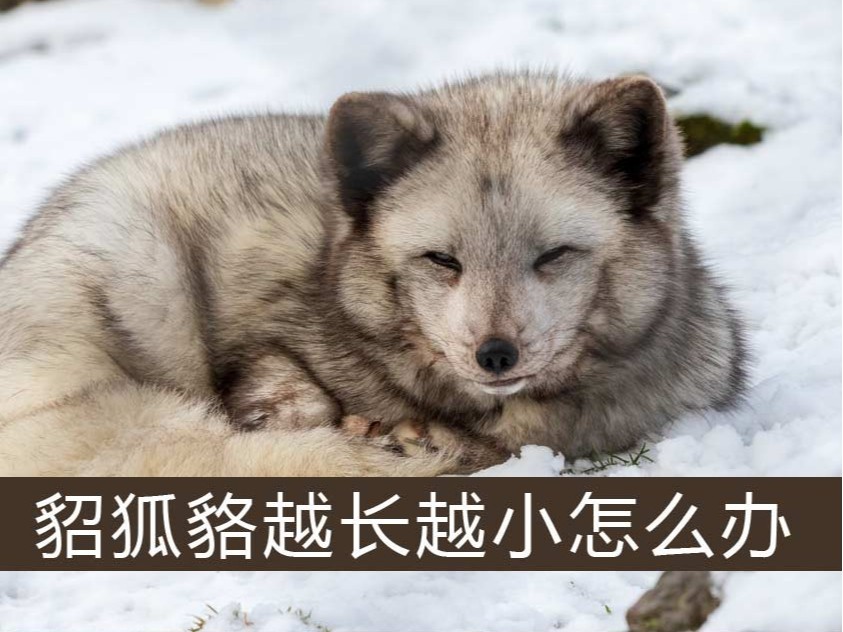 .貂、狐、貉越長越小怎么辦【康地恩特養】