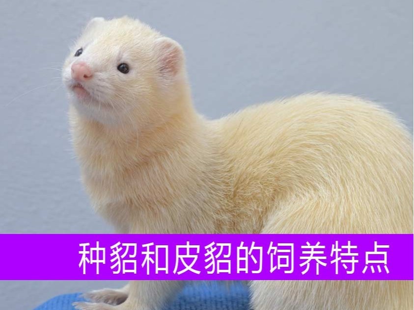 種貂和皮貂在飼養上各有什么特點？【康地恩養貂】