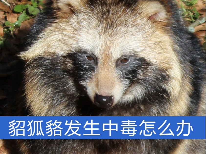 貂、狐、貉發生中毒怎么辦？【康地恩特養】