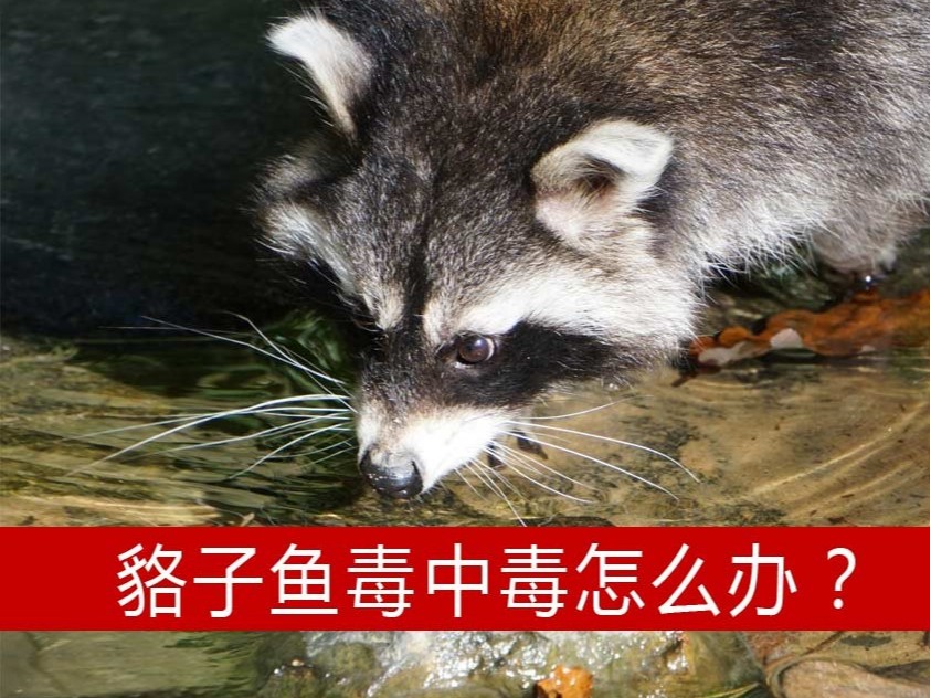 貉子魚毒中毒組胺中毒怎么辦？【康地恩養貉】